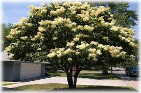 SYRINGA RET SNOWDANCE 2"BB FE