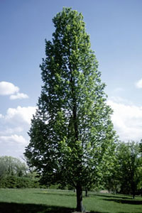 TILIA AME AMERICAN SENTRY 3"BB