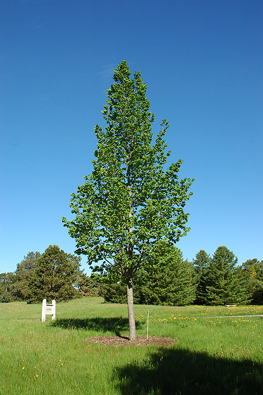 TILIA AME BOULEVARD #20