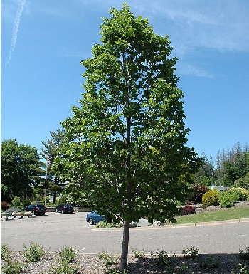 TILIA AME BOULEVARD 2.5"BB
