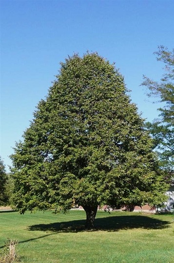 TILIA AME REDMOND 2.5" BB