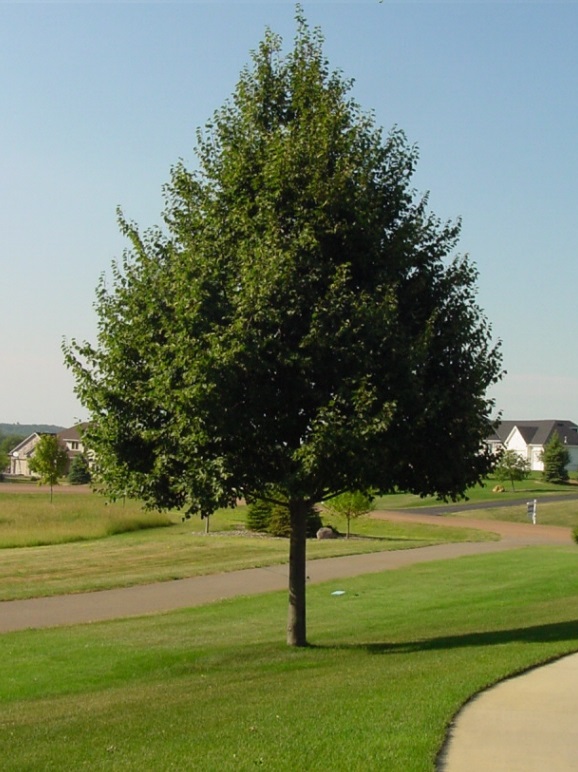 TILIA COR GREENSPIRE #10
