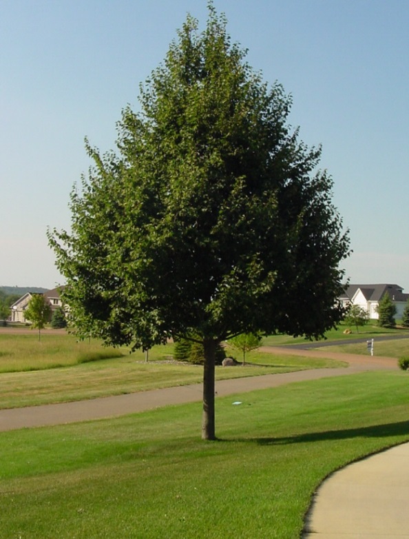 TILIA COR GREENSPIRE #20