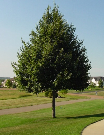 TILIA COR GREENSPIRE 3"BB