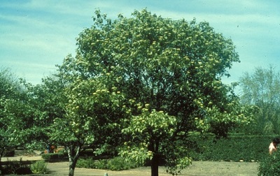 ULMUS AME JEFFERSON 2.5"BB