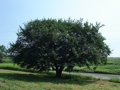 ULMUS AM PRAIRIE EXPEDITION #10