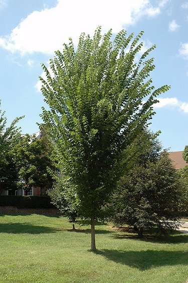 ULMUS AME PRINCETON #25