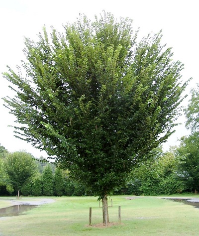 ULMUS AME PRINCETON 2.5"BB
