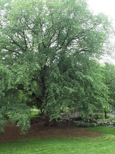 ULMUS AME ST. CROIX #10 FE