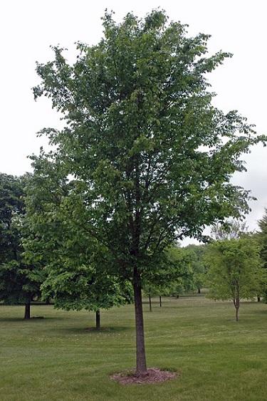 ULMUS X TRIUMPH MORTON 2"BB