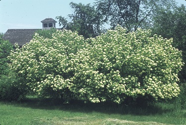 VIBURNUM LEN NANNYBERRY #20 TF