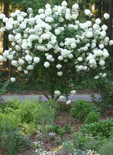 VIBURNUM LEN NANNYBERRY 1.75"BB