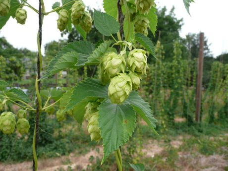 HUMULUS CASCADE HOPS #2