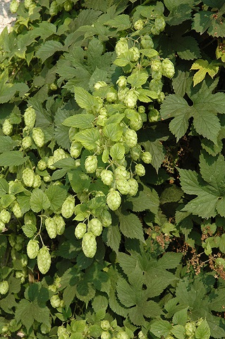 HUMULUS NUGGET ORN HOPS #2
