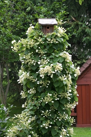 HYDRA CLIMBING HYDRANGEA #2
