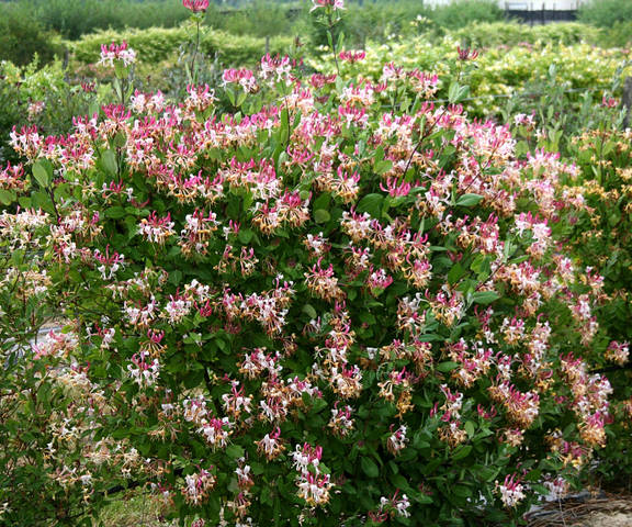 LONICERA PER PEACHES & CREAM #2