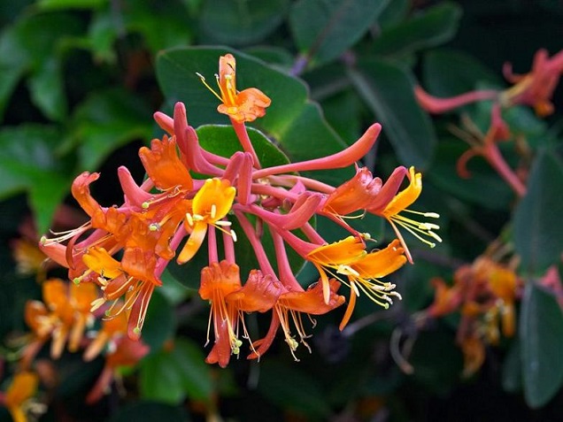 LONICERA DROPMORE SCARLET #2