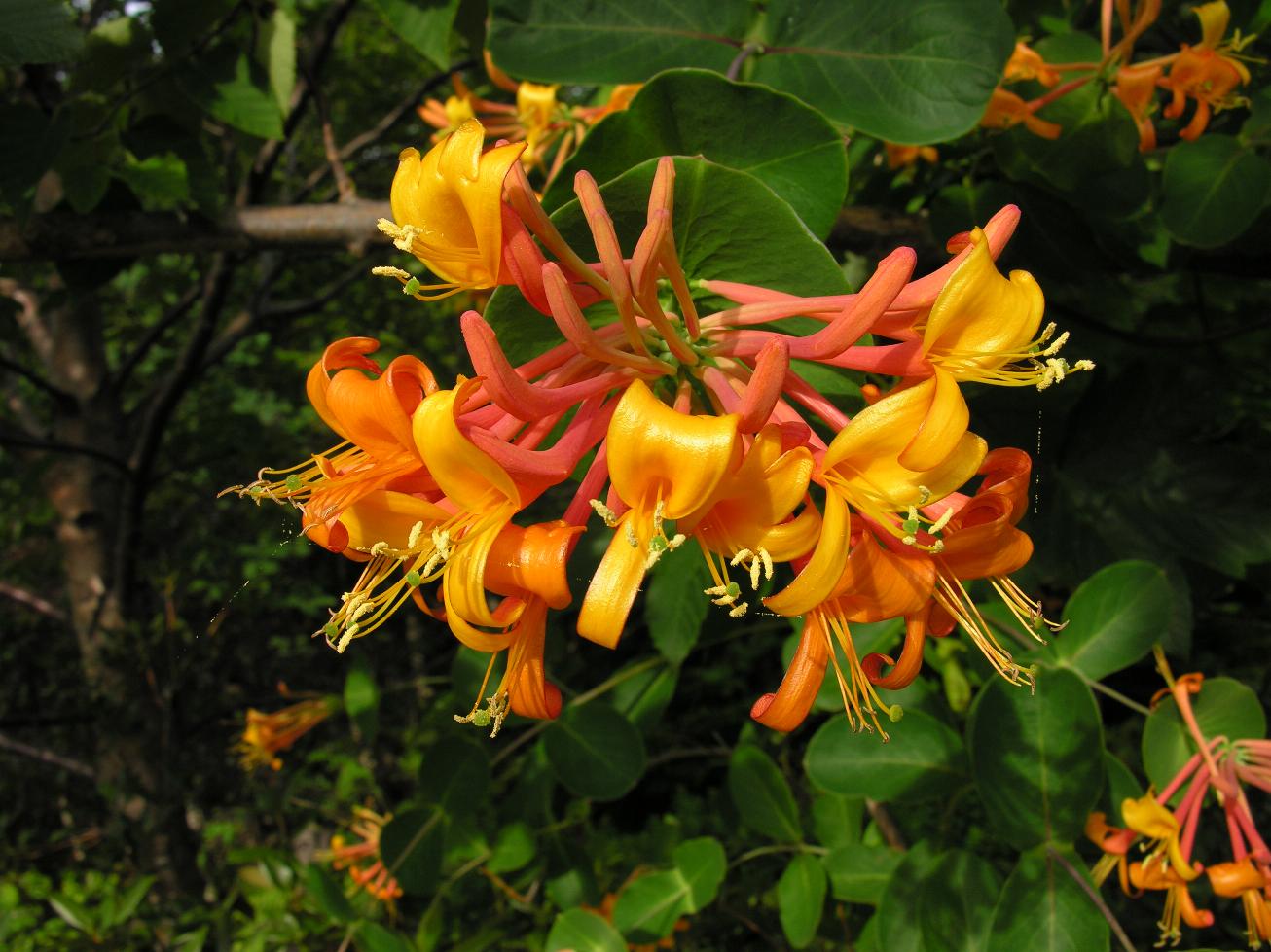 LONICERA MANDARIN HONEYSUCKLE #2