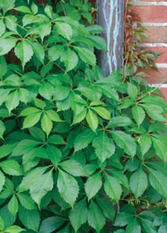PARTH TRI BOSTON IVY #5