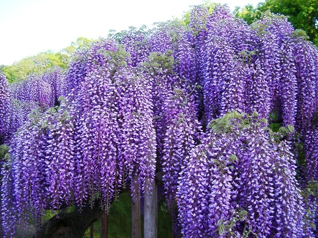 WISTERIA MAC BLUE MOON #2