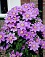 CLEMATIS BARBARA JACKMAN#1/7"PUR