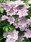 CLEMATIS BEES JUBILEE #1/7"PK/RD