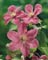 CLEMATIS DUCHESS OF EDINBUR#1/7"