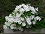 CLEMATIS HENRYI #1/7" WHITE