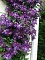 CLEMATIS JACKMANII #1/7"DKPURPLE