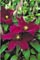 CLEMATIS PIILU #1/7" DBL PINK