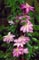CLEMATIS PROTEUS #1/7"