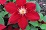 CLEMATIS REBECCA #1/7" RED