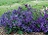 CLEMATIS SAPPHIRE INDIGO #2 BLUE
