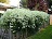 CLEMATIS SWEET AUTUMN #1/7" WHT