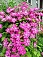 CLEMATIS VILLE DE LYON #1/7" RED