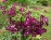 CLEMATIS WARSAW NIKE#1/7DKPURPLE
