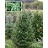 ABIES BALSAM FIR 6' BB