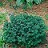 ABIES BALSAM PICCOLO #3