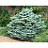 ABIES CON COMPACTA #10/18"