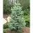 ABIES CONCOLOR FIR #20
