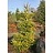 ABIES KOR AUREA FIR #7