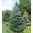 ABIES KOR HORSTMAN FIR #10