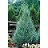 JUNIP SCO MEDORA 6' BB