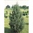 JUNIP VIR EASTERN RED CEDAR 6'BB