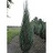 JUNIP VIR BLUE ARROW 6' BB