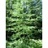 LARIX LAR AMERICAN LARCH #25