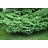 MICRO RUSSIAN CYPRESS #2