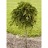 MICRO RUSSIAN CYPRESS #10 STD