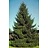 PICEA ABI NORWAY SPRUCE #5