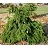 PICEA ABI ACROCONA #20